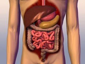 digestive system